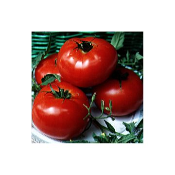 Tomate Beefmaster F1 - Fruto Extra Grande