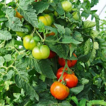 Tomate tipo Bife Bio Faworyt