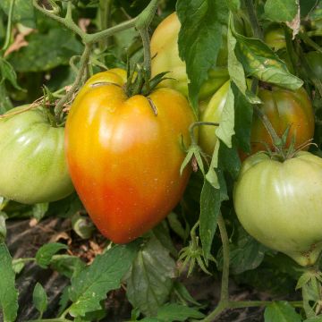 Tomate Coração de Boi Laranja plantas jovens ENXERTADAS
