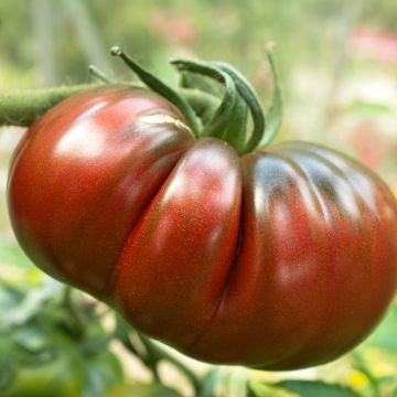 Tomate Russe Rouge plantas joverns