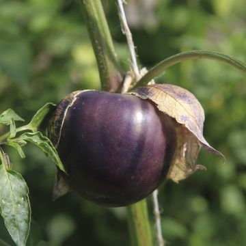 Tomatillo Mexicano Roxo Xtrem