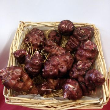 Alcachofra-de-Jerusalém Anã Bio - Helianthus Alcachofra-de-Jerusalém Anã Bio - Helianthus