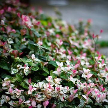 Trachelospermum asiaticum Tricolor - Jasmim falso amarelo  variegado (Jasmim estrelado variegado)