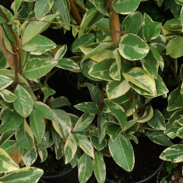 Trachelospermum jasminoides Variegatum - Jasmim de leite