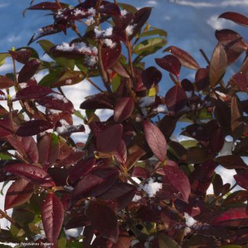 Trachelospermum jasminoides Winter Ruby - Jasmim de leite