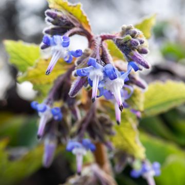 Trachystemon orientalis Sundew Trachystemon orientalis Sundew