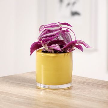 Tradescantia zebrina Pink Paradise