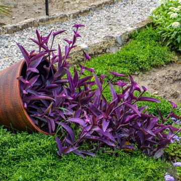 Tradescantia pallida Purple Heart