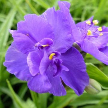 Tradescantia virginiana Zwanenburg Blue