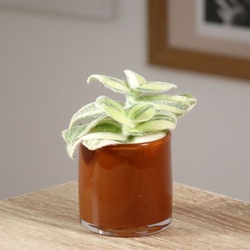 Tradescantia cerinthoides Brightness