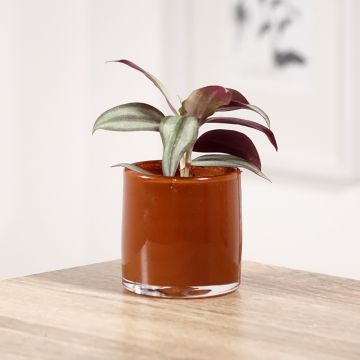 Tradescantia zebrina Pink Joy