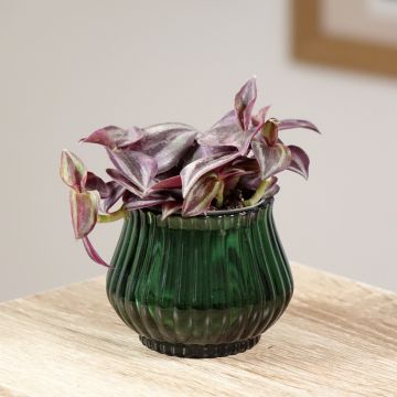 Tradescantia zebrina Purple Joy Tradescantia zebrina Purple Joy