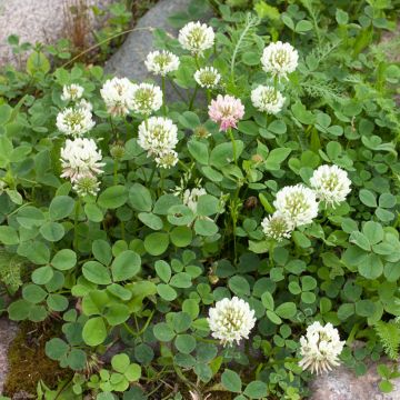 Trevo branco - Trifolium repens Trevo branco - Trifolium repens