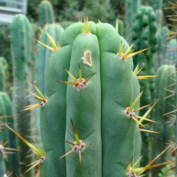 Trichocereus cuzcoensis