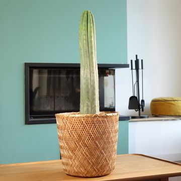 Trichocereus pachanoi