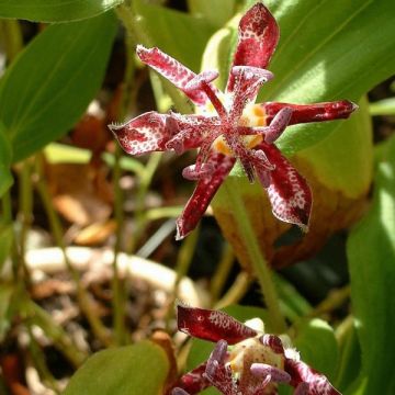 Tricyrtis hirta Raspberry Mousse