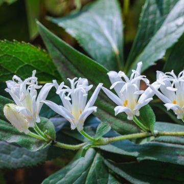 Lis Orchidée - Tricyrtis hirta Alba