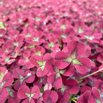 Trifolium repens Angel Clover Beauty