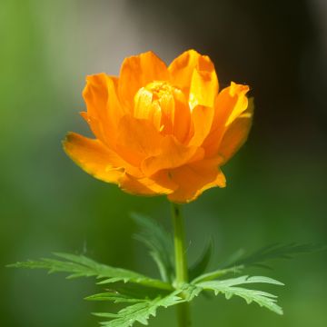 Trollius asiaticus Trollius asiaticus