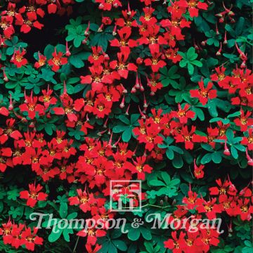 Tropaeolum speciosum em sementes