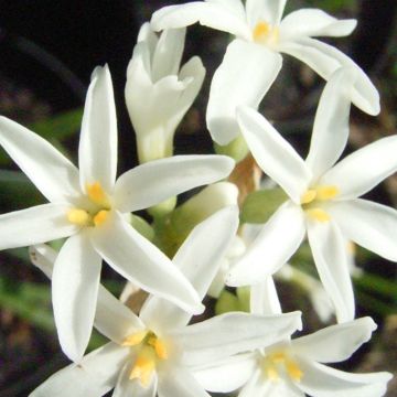 Alho-social Savannah Lightning - Tulbaghia violacea