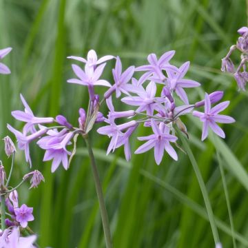 Alho-social - Tulbaghia violacea