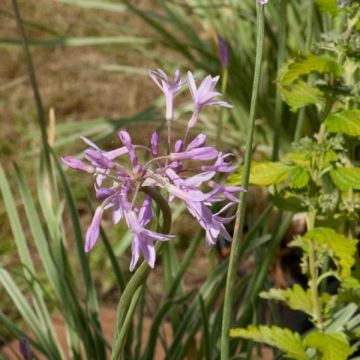 Alho-social Silver Lace - Tulbaghia violacea