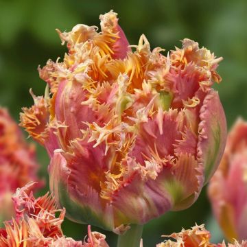 Tulipa com franja Esprit