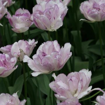 Tulipa Dobrada tardia Shirley Double