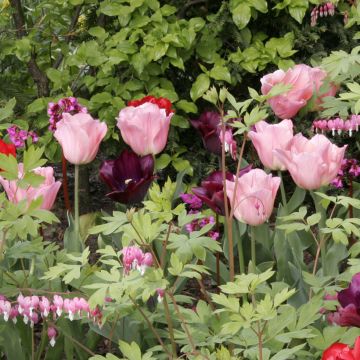 Tulipa Triunfo Beauty Queen