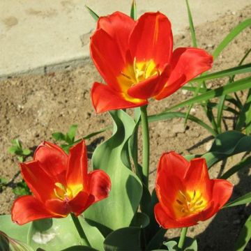 Tulipa vvedenskyi