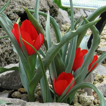Tulipa wilsoniana