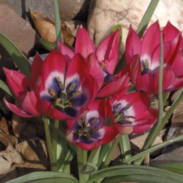 Tulipa hageri Little Beauty