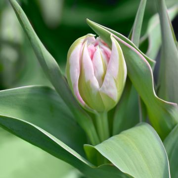 Tulipa Dobrada precoce Flashpoint