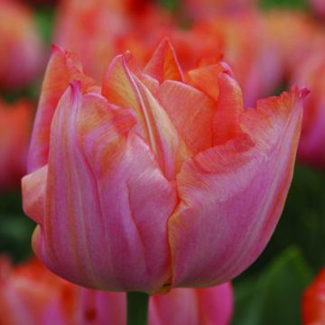 Tulipa Triunfo Jochem