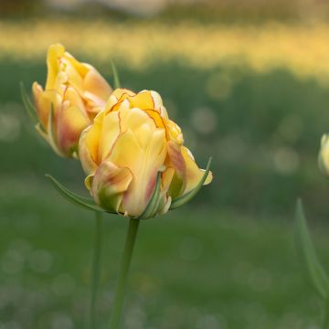 Tulipa viridiflora Golden Artist