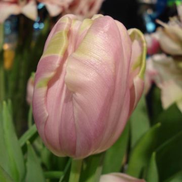 Tulipa Simples tardia Air