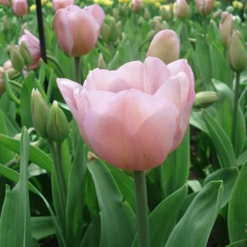 Tulipa Triunfo Alibi