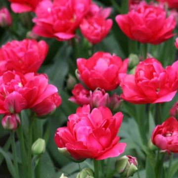 Tulipa Dobrada precoce Bearing Point