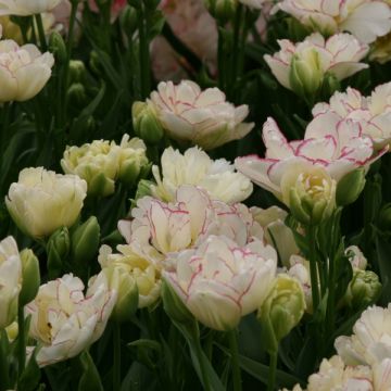 Tulipa Dobrada precoce Belicia