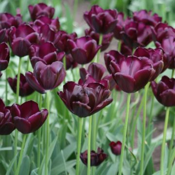 Tulipa Triunfo Black Jack