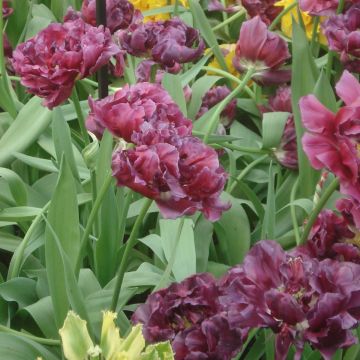 Tulipa Dobrada tardia Blue Wow