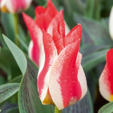Tulipa greigii Plaisir