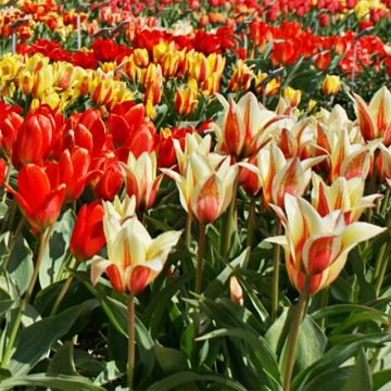 Tulipa greigii Mix