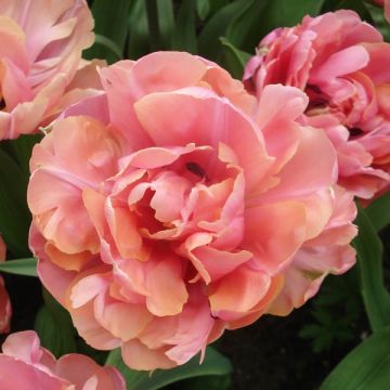 Tulipa Dobrada tardia Britt