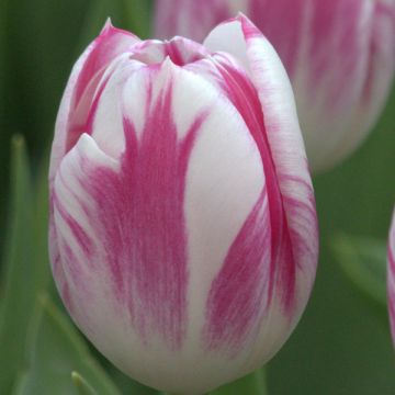 Tulipa Triunfo Caramba