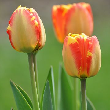 Tulipa híbrida Darwin Banja Luka