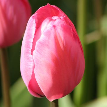 Tulipa híbrida Darwin Design Impression