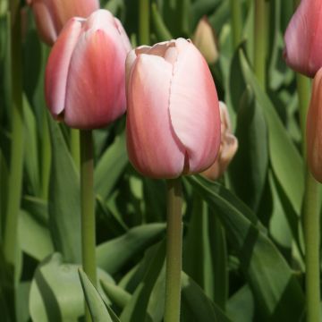 Tulipa híbrida Darwin Ollioules