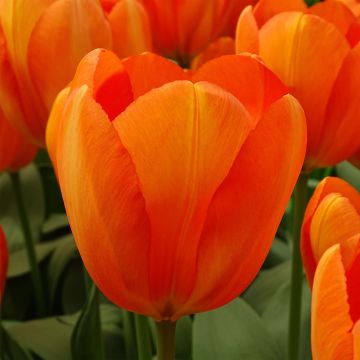Tulipa híbrida Darwin Orange Balloon